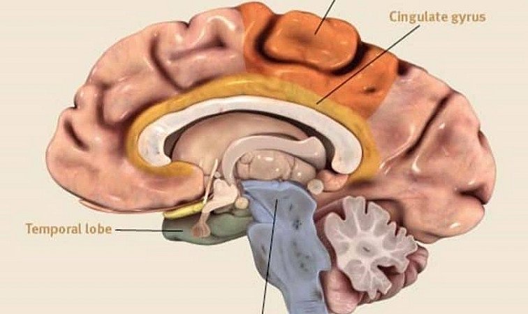 Ilustrasi bagian otak yang terkait Lewy Body Dementia